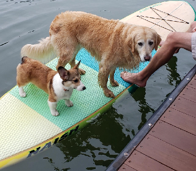 May Belle - Corgi Owner: Yucius in Marietta, GA May Belle - Corgi Owner: Yucius in Marietta, GA